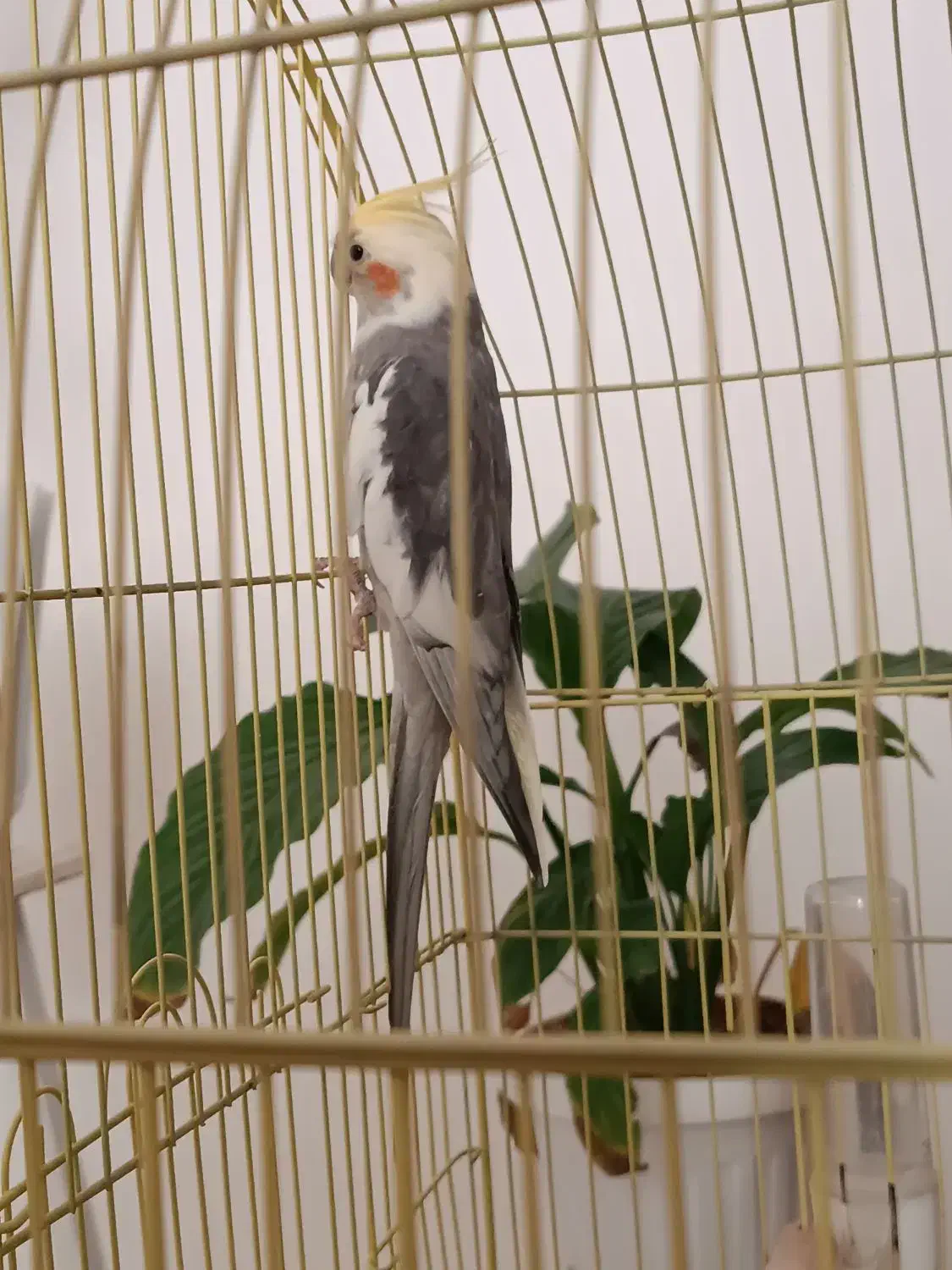 عروس هلندی سخنگو|پرنده|زرندیه, |دیوار