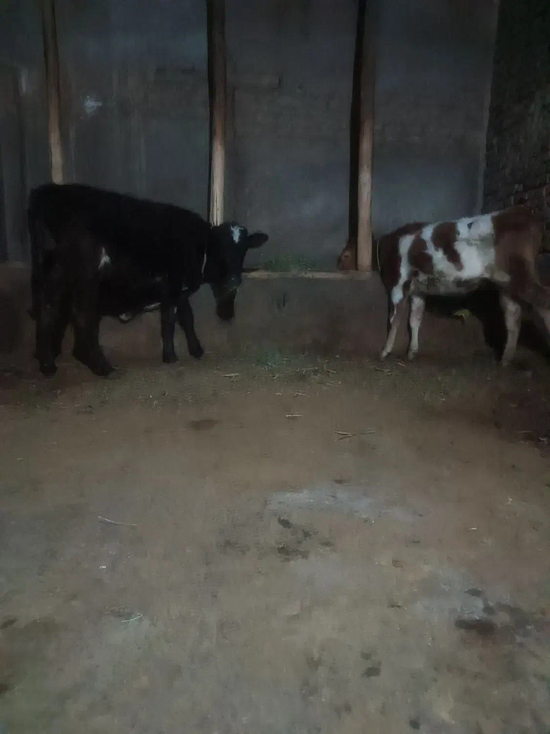 گوساله ماده|حیوانات مزرعه|میاندوآب, |دیوار