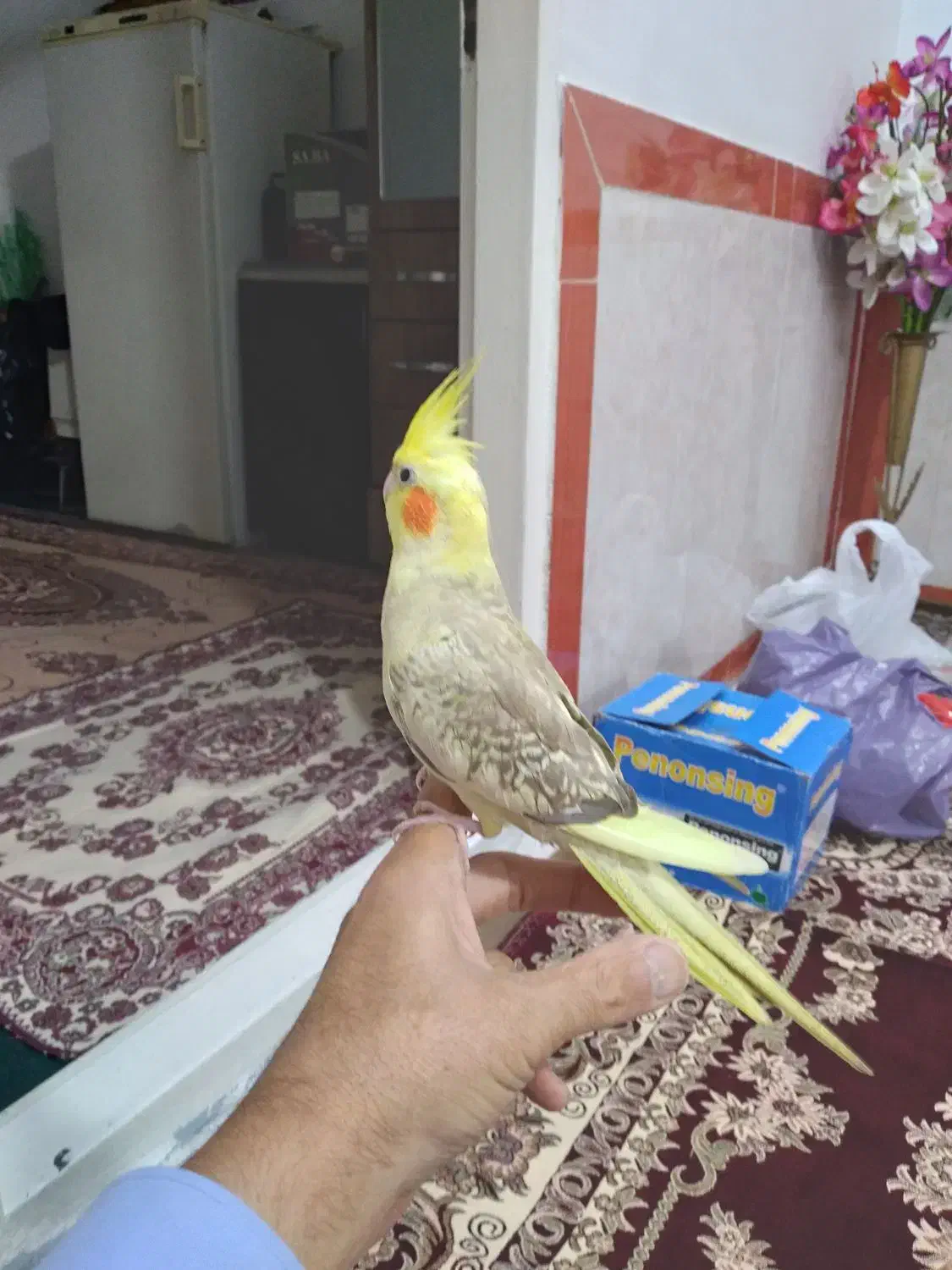 عروس هلندی ماده ( رام و دستی ) با قفس بزرگ|پرنده|بهارستان, |دیوار