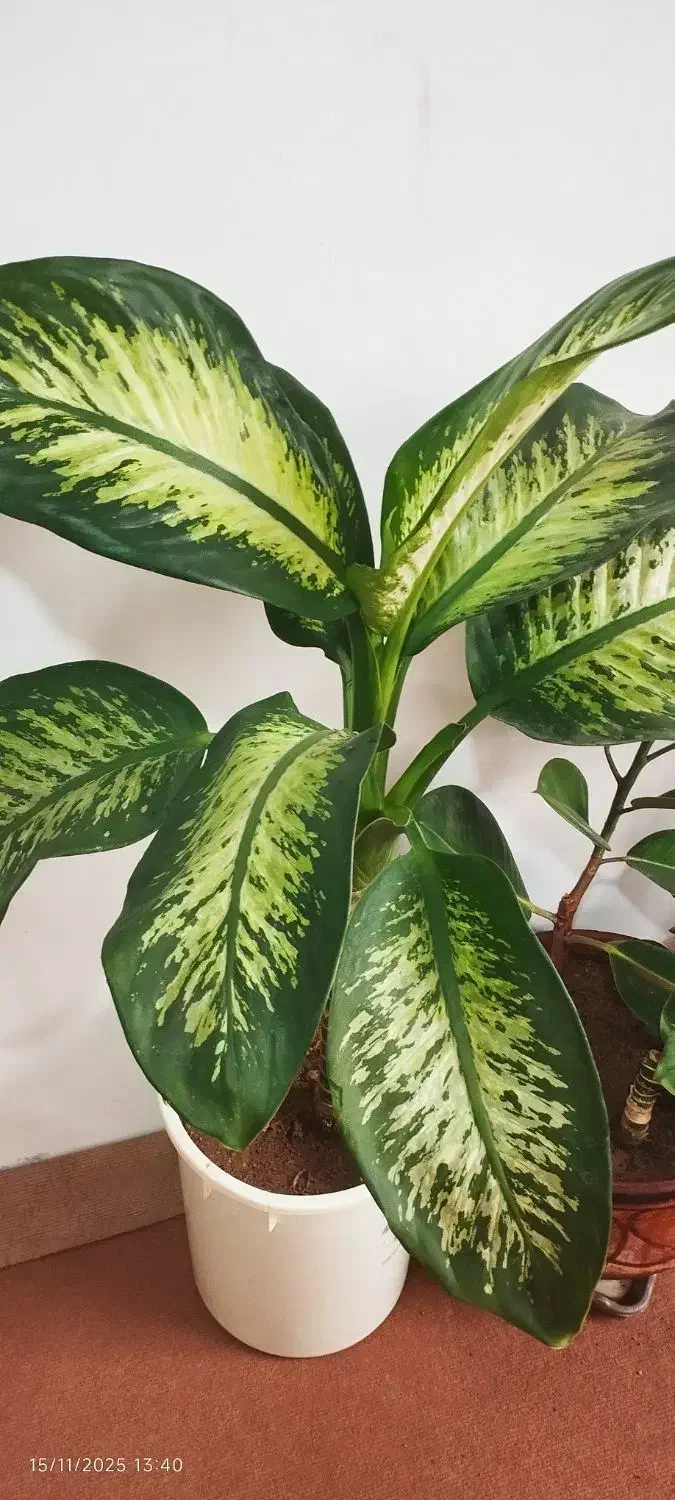 گل گوش فیلی|گل و گیاه طبیعی|دهگلان, |دیوار