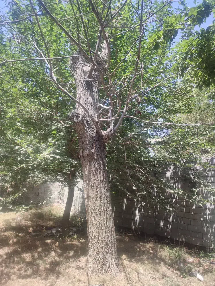 خرید چوب|خدمات باغبانی و درختکاری|کرج, کمال‌شهر|دیوار