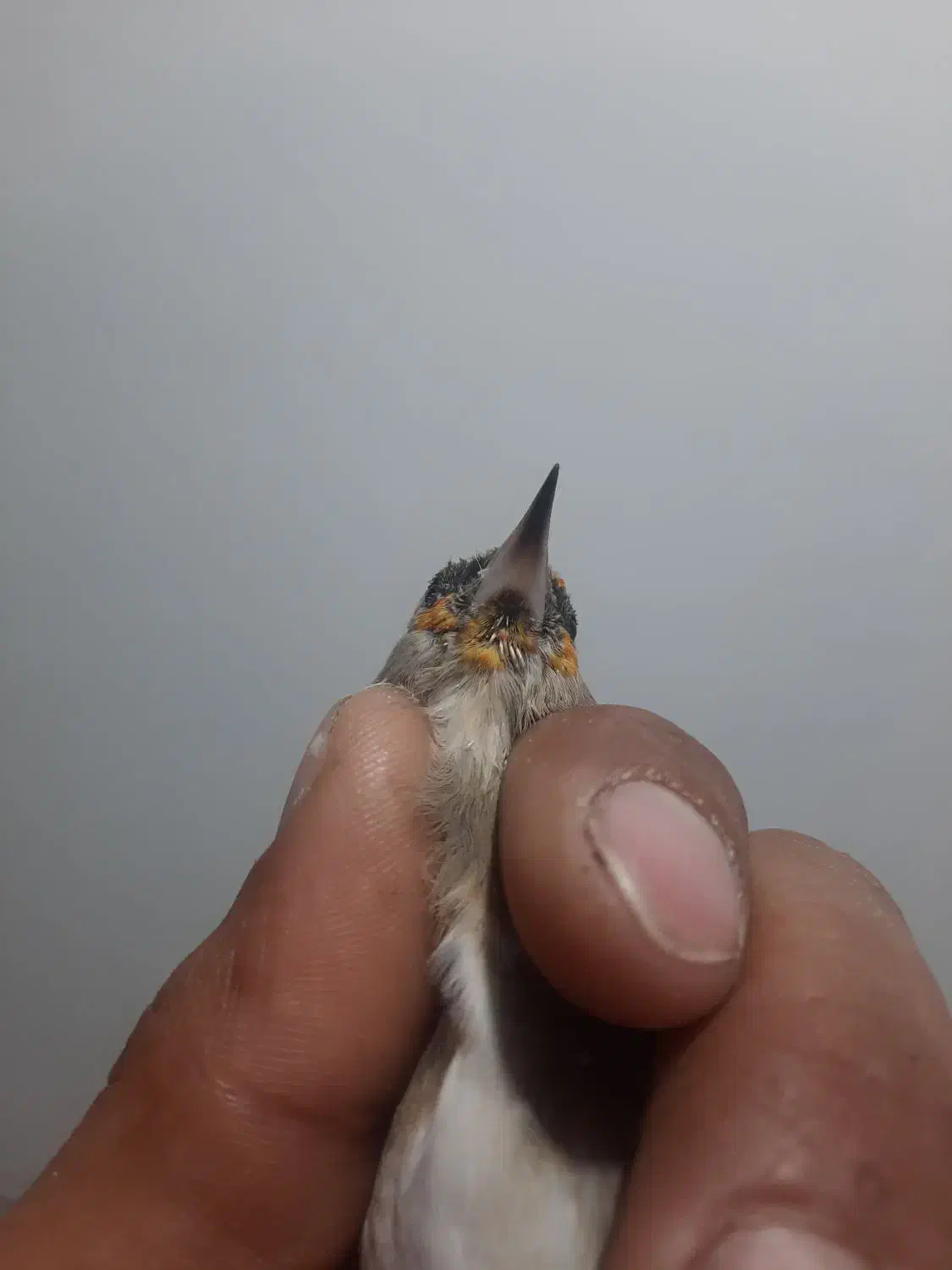 سهره سقا|پرنده|کرمان, |دیوار