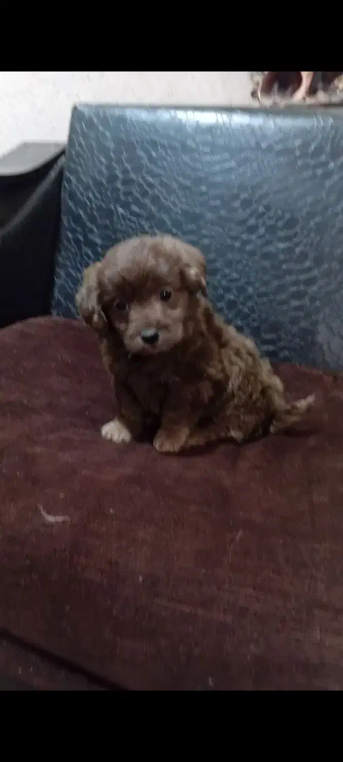 توله آپارتمانی|سگ|هشتگرد, هشتگرد قدیم|دیوار