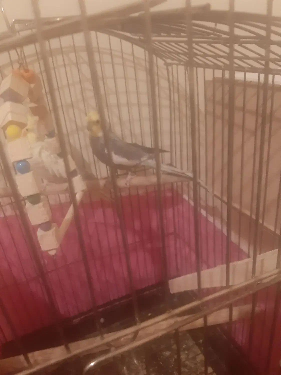 پرنده عروس هلندی مولد|پرنده|پرند, فاز ۶|دیوار