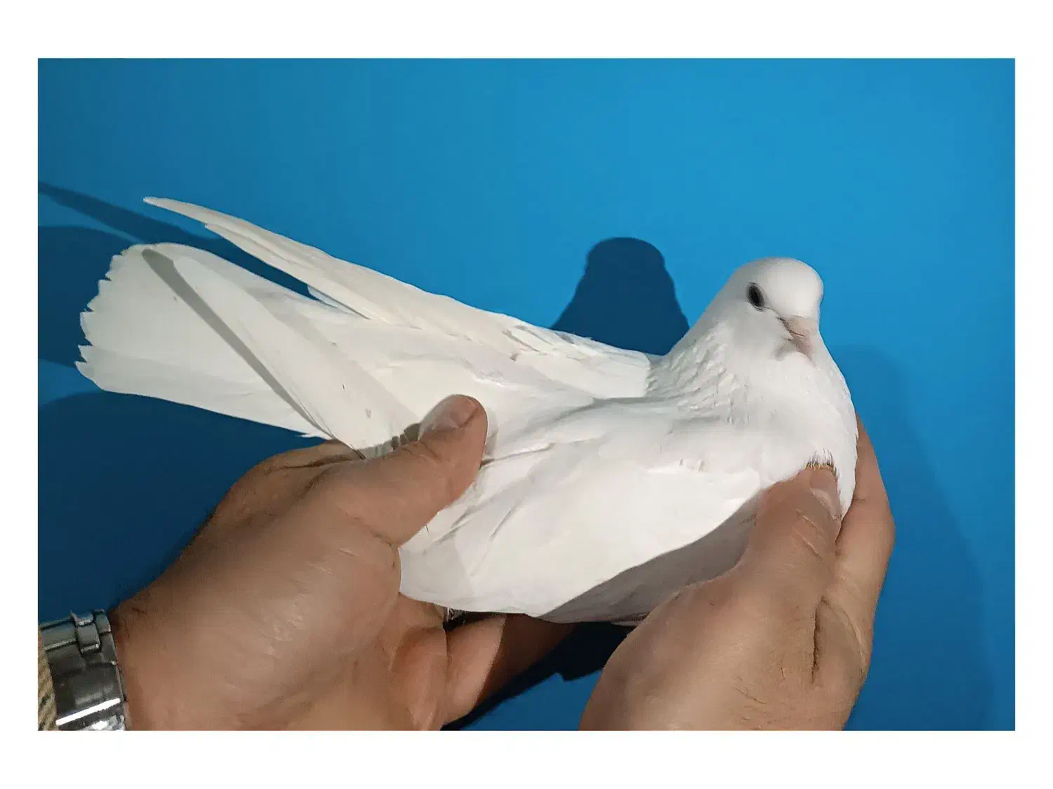 کبوتر کفتر سفید مهر|پرنده|فردیس, فردیس|دیوار