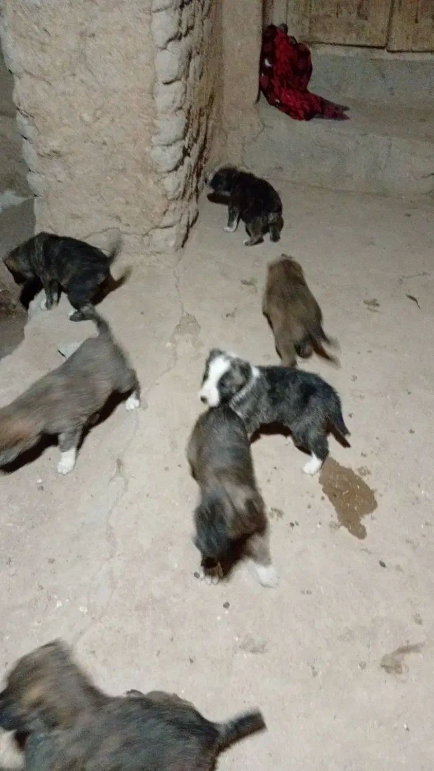 توله سگ سرابی اسل ماده ۶تابراواگزاری|سگ|بجنورد, |دیوار