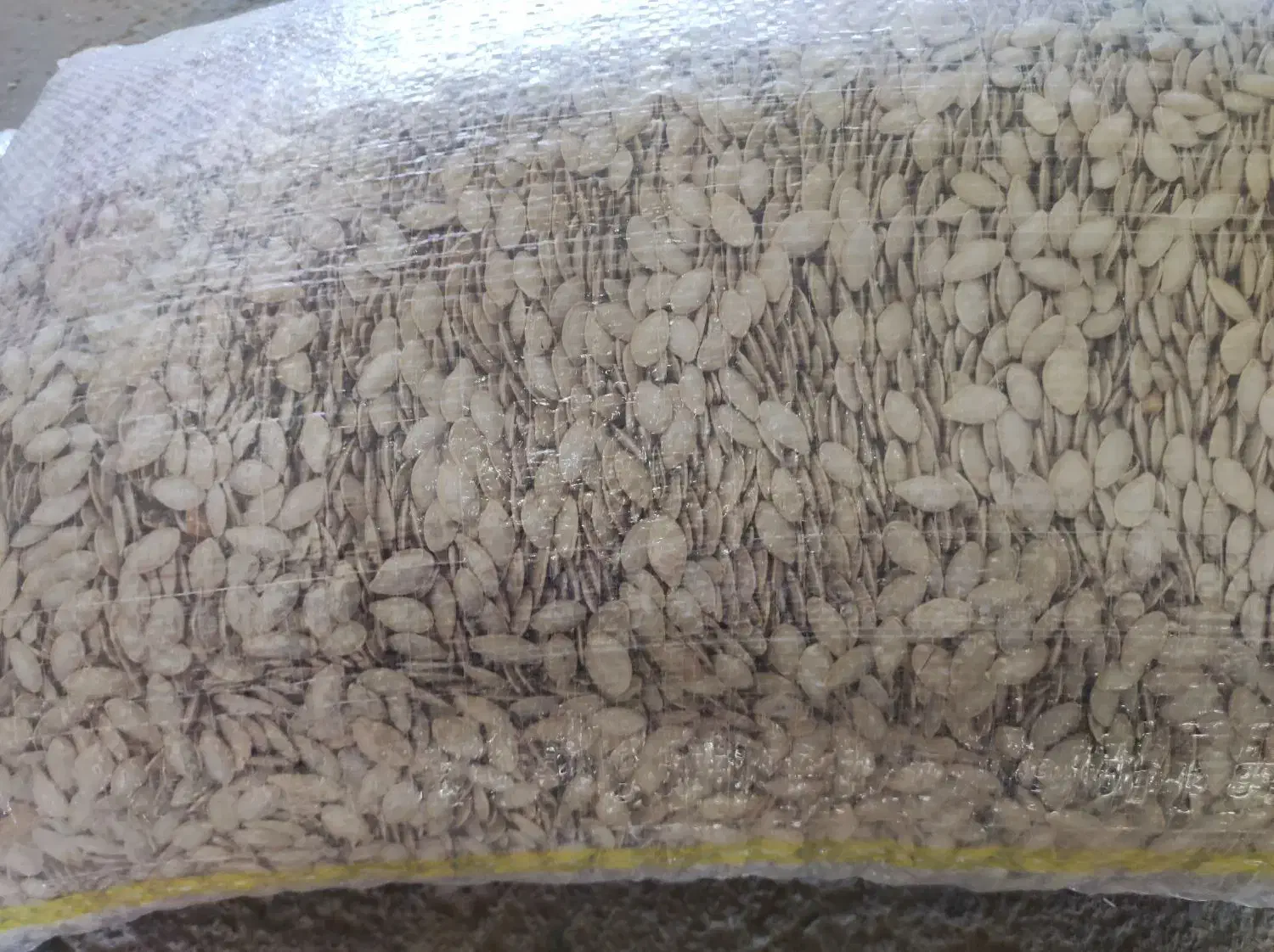 تخم کدو گوشتی و صدفی|عمدهفروشی|اقلید, |دیوار