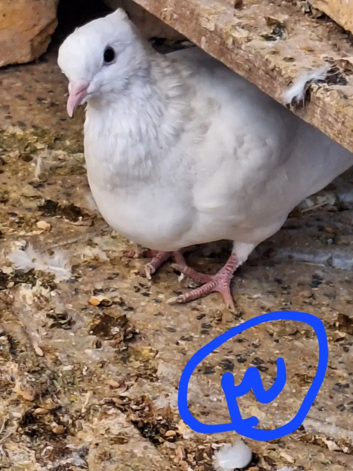 کبوتر طوقی|پرنده|مبارکه, |دیوار