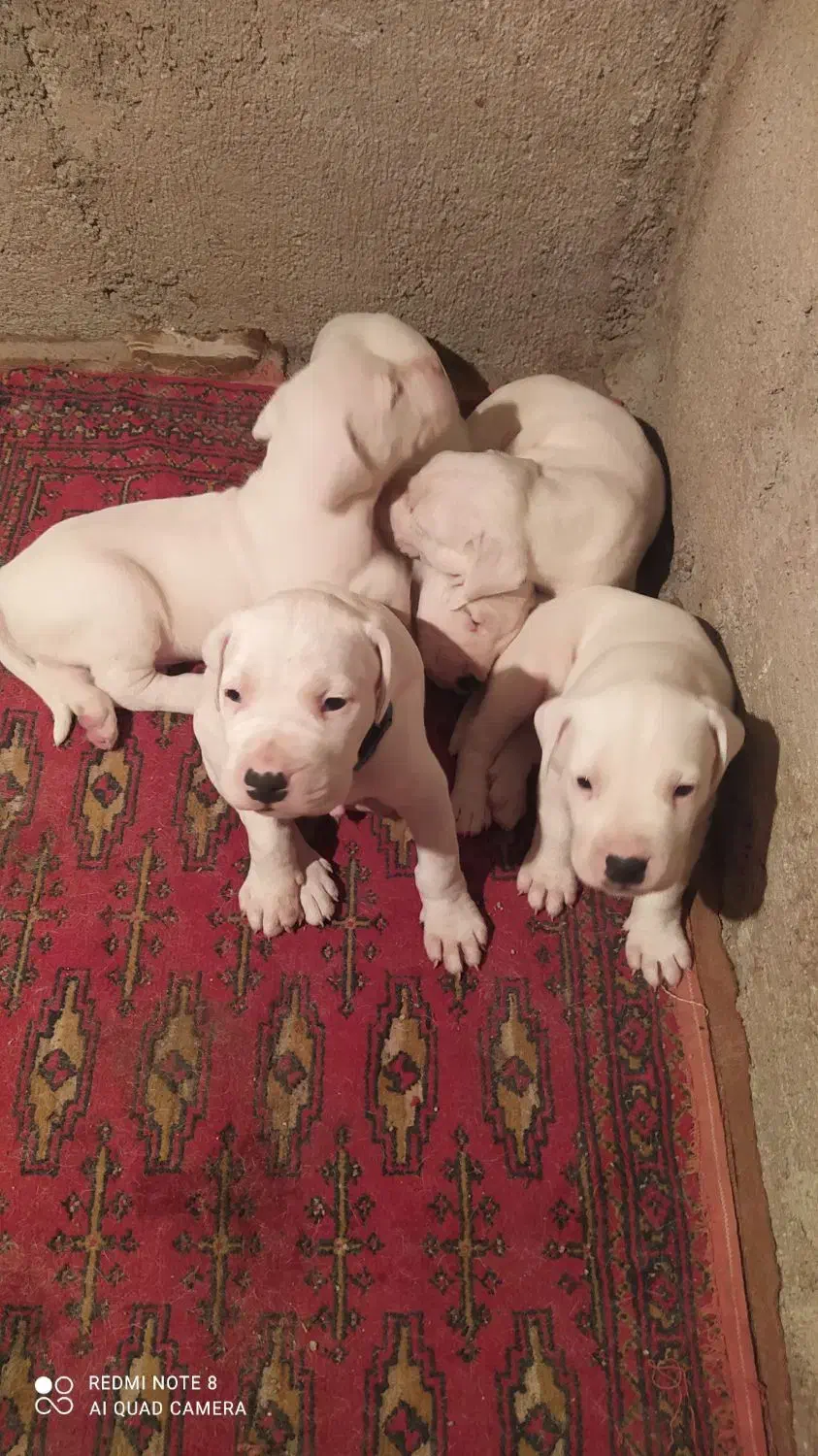 سگ دوگو آرژانتینی با کیفیت عالی|سگ|نکا, |دیوار