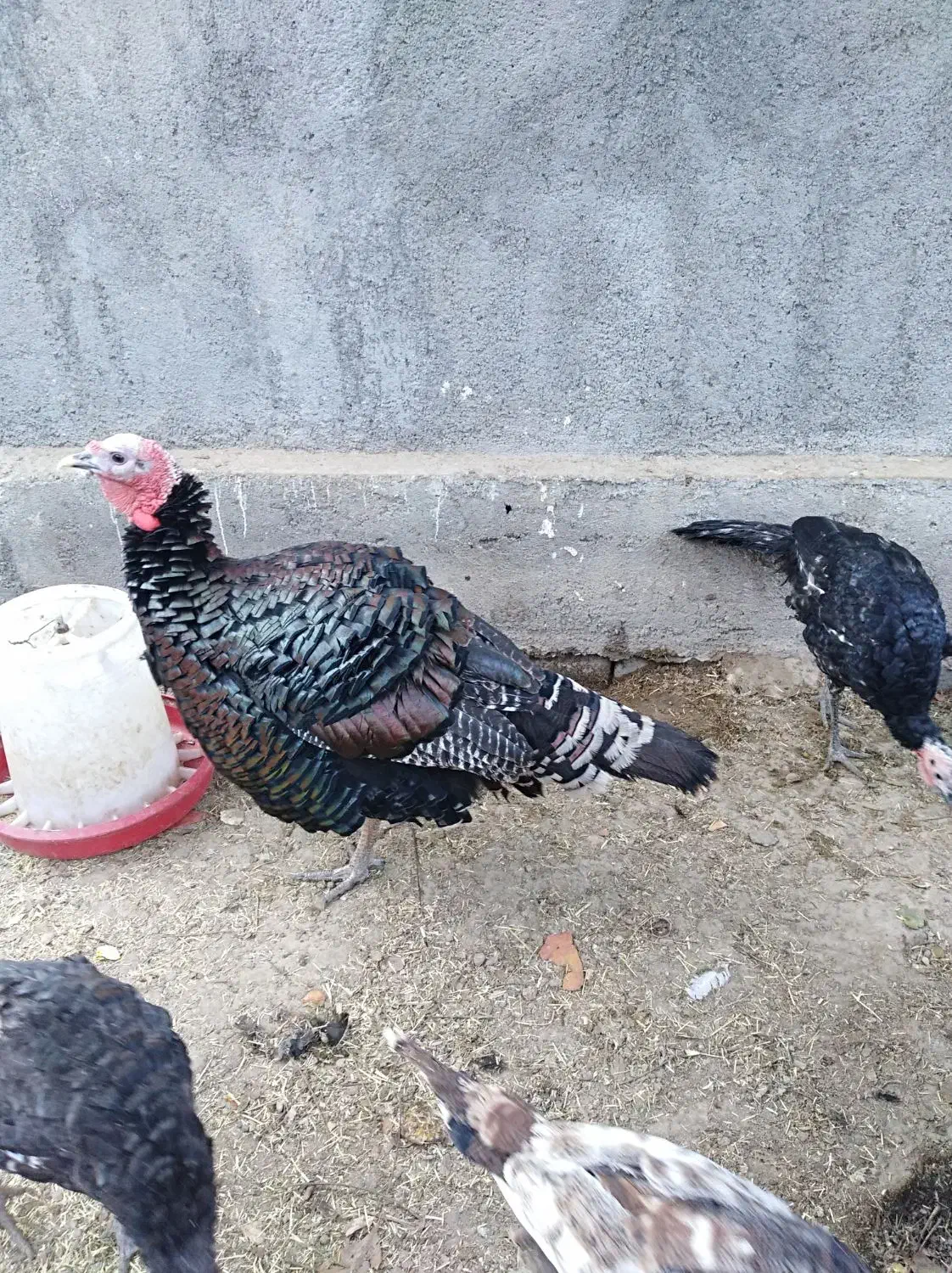 بوقلمون و مرغ وخروس|حیوانات مزرعه|مشهد, کوشک مهدی|دیوار