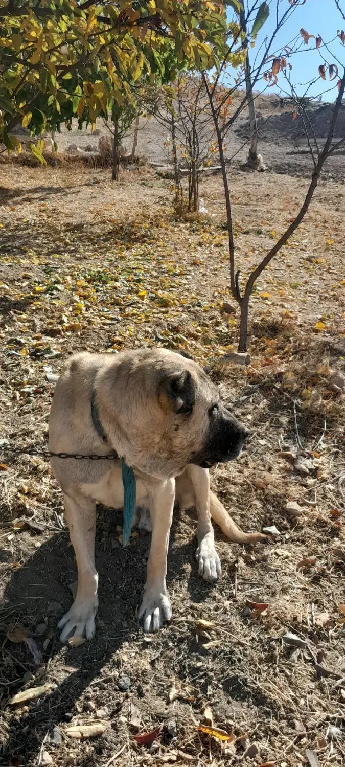 واگذاری سگ|سگ|خلخال, |دیوار