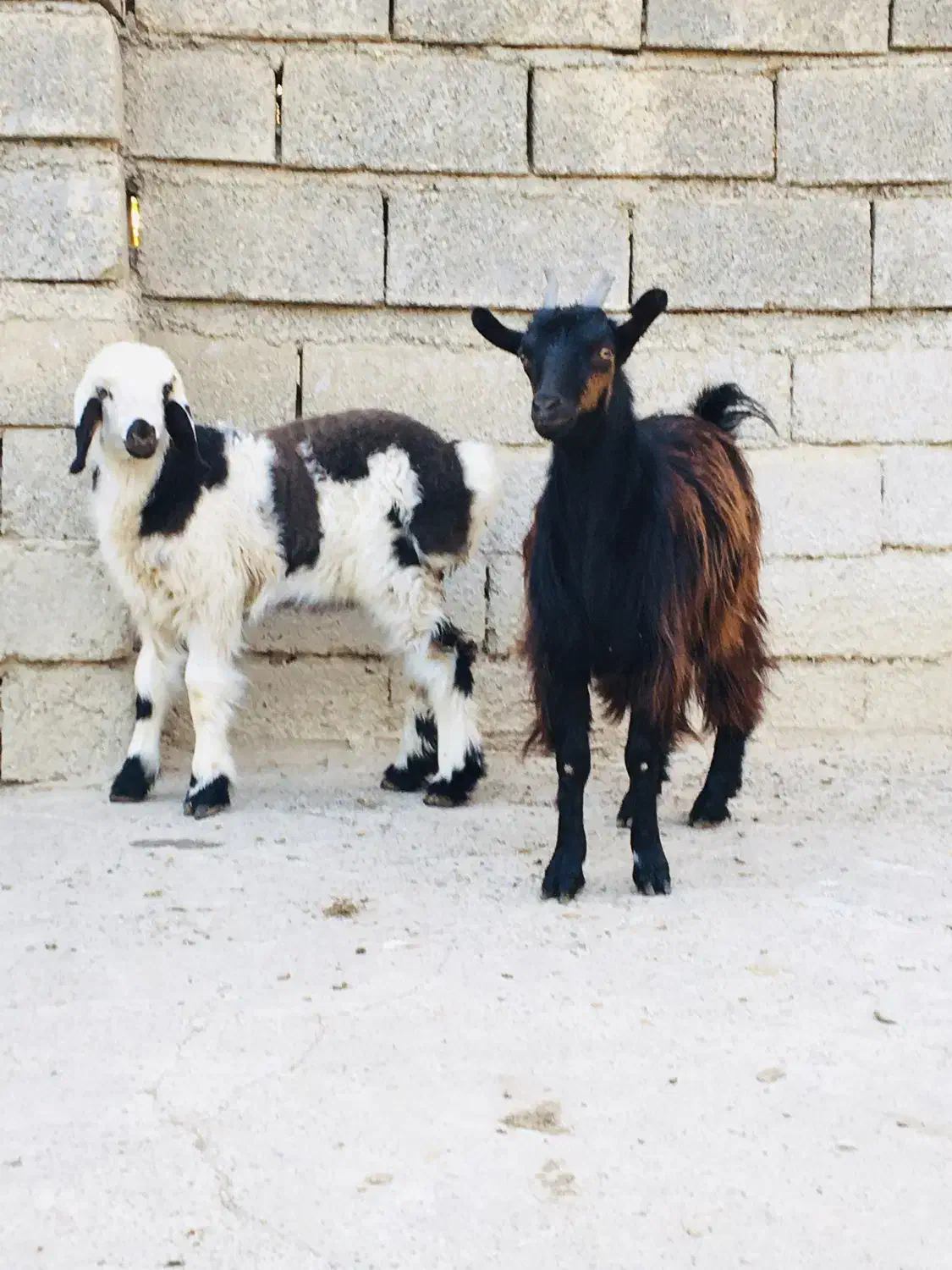 فروش جفتشون باهم بره و بزغالخ|حیوانات مزرعه|گنبد کاووس, |دیوار