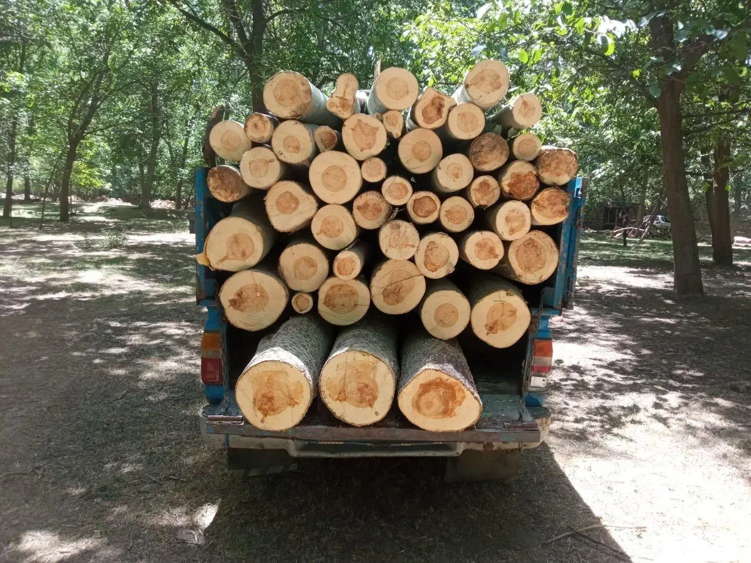 خریدار چوب تر|خدمات باغبانی و درختکاری|گرمی, |دیوار