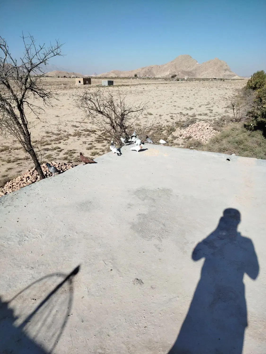 کبوتران عالی وخوب|پرنده|نیریز, |دیوار