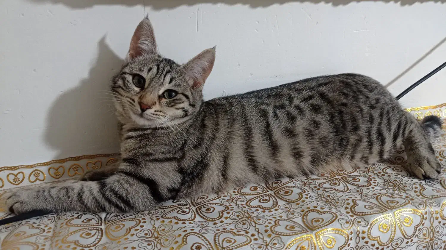 بچه گربه جهت واگذاری|گربه|خلخال, |دیوار