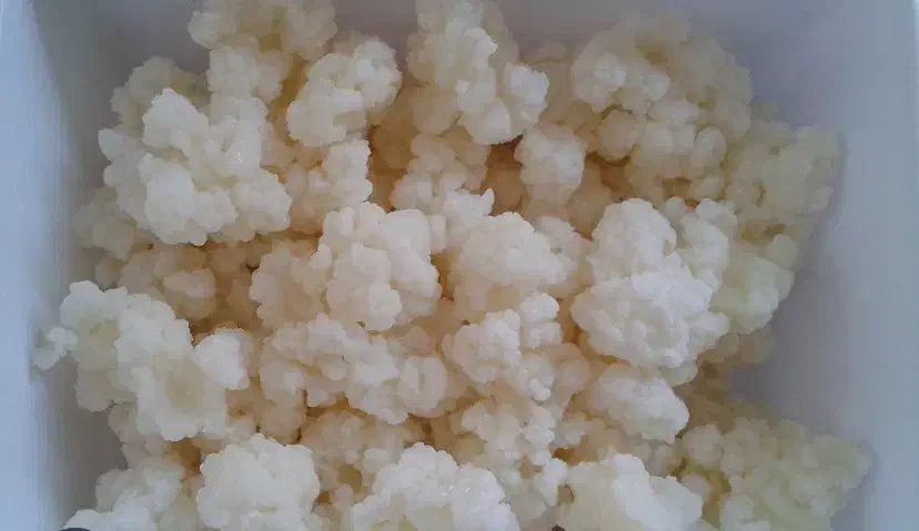 قارچ‌کفیر فعال گل کلمی|حراج|کرج, عظیمیه|دیوار