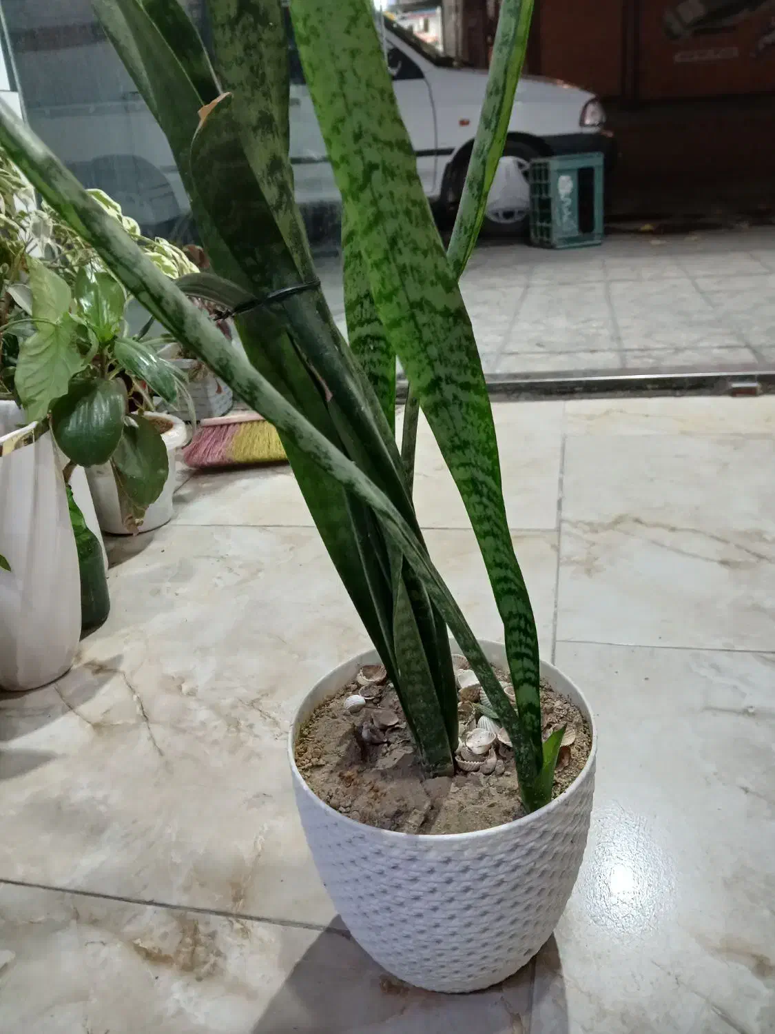 گل و گیاه|گل و گیاه طبیعی|دورود, |دیوار