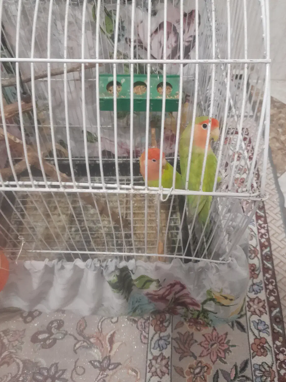 پرنده|پرنده|رباط‌کریم, رباط‌کریم|دیوار