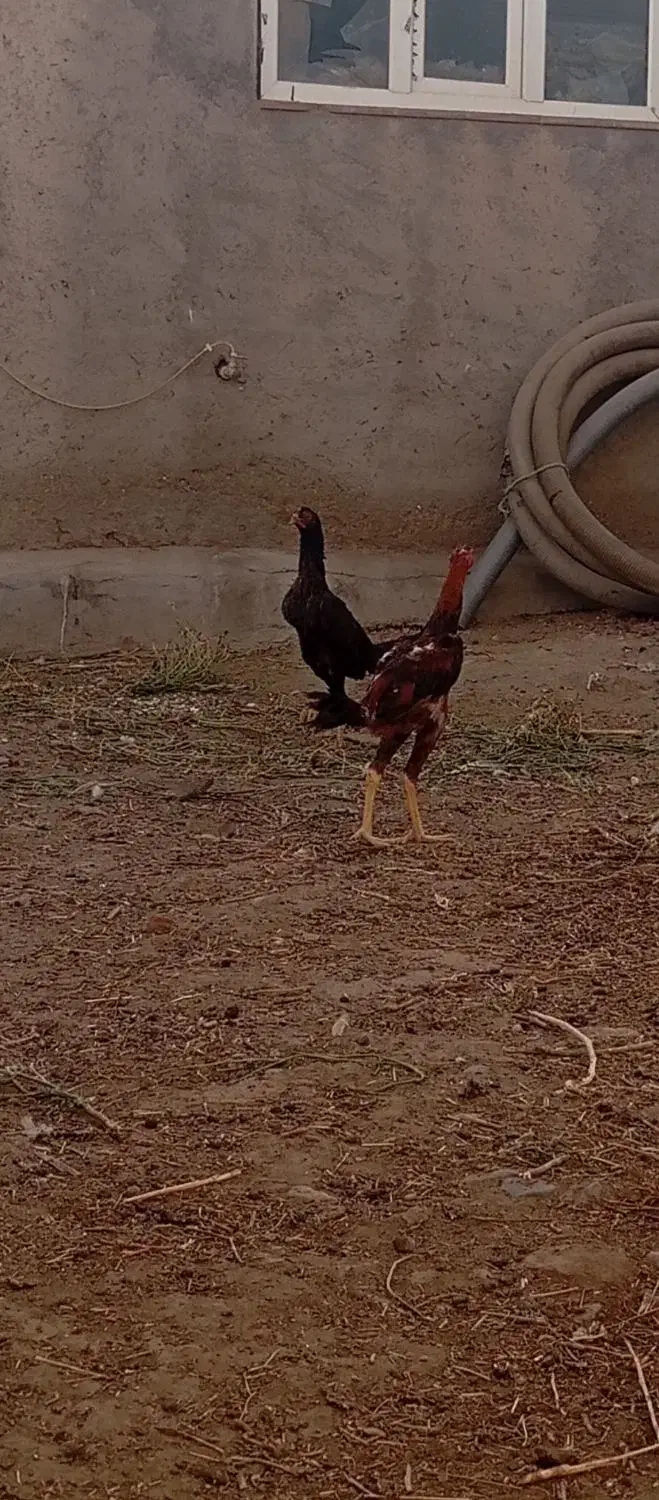 مرغ لاری|حیوانات مزرعه|بکتاش, |دیوار