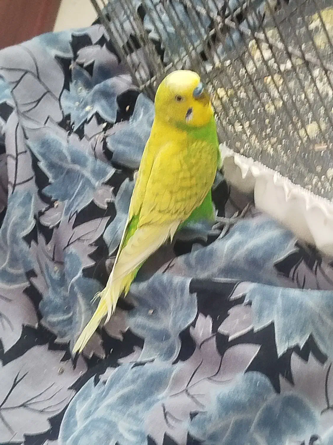 مرغ عشق جفت|پرنده|مشهد, شهرک مهرگان|دیوار