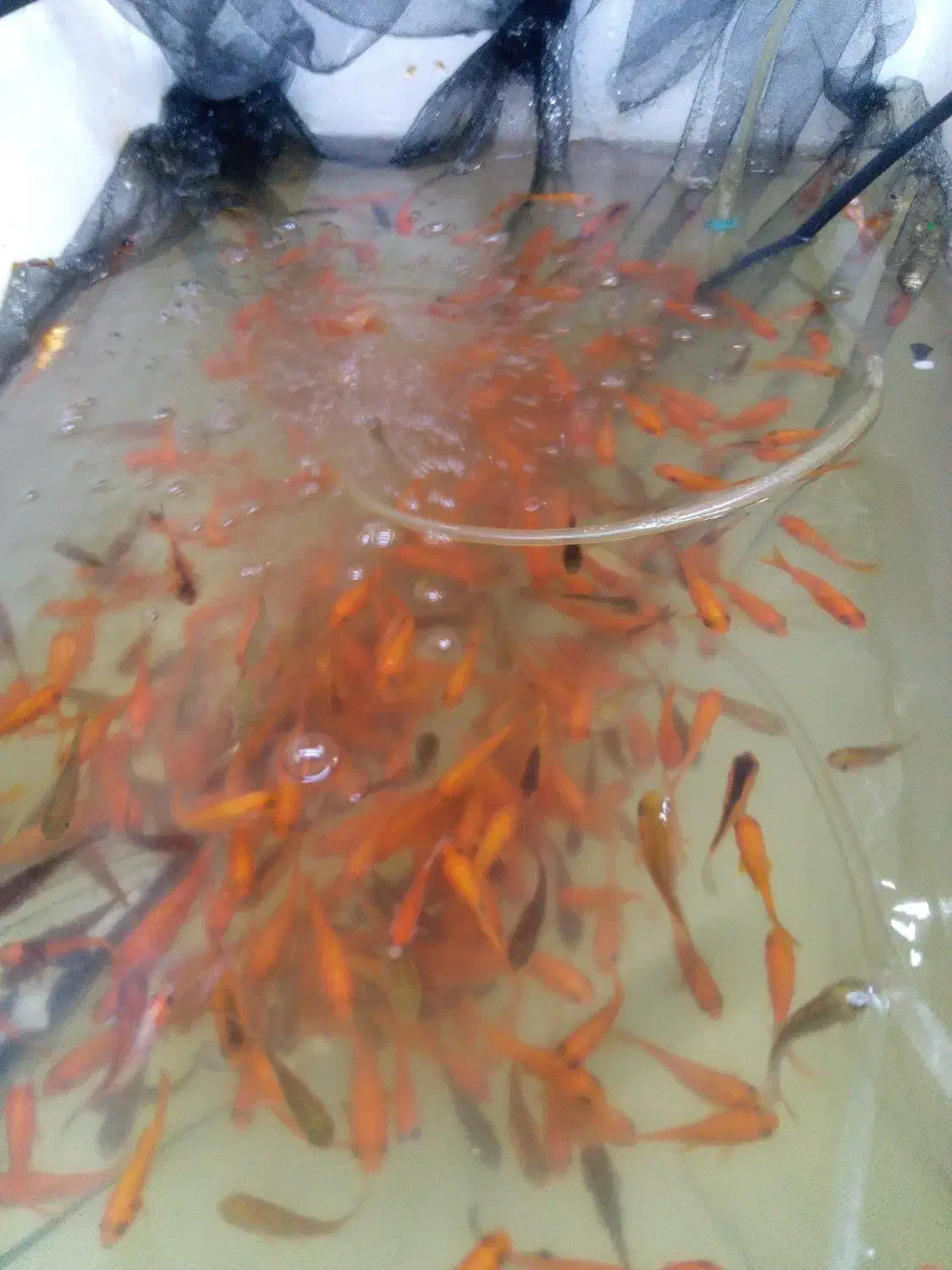 ماهی قرمز عید|ماهی|قم, انصار‌الحسین|دیوار