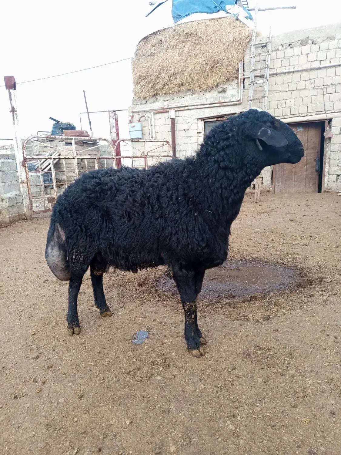 قوچ قره قزیل|حیوانات مزرعه|نقده, |دیوار