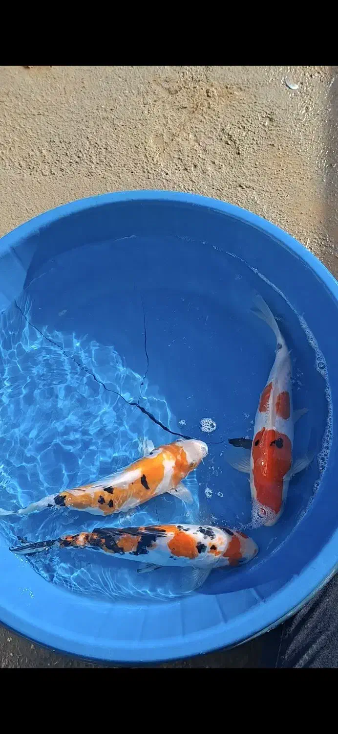 مولد کوی|ماهی|شهرضا, |دیوار