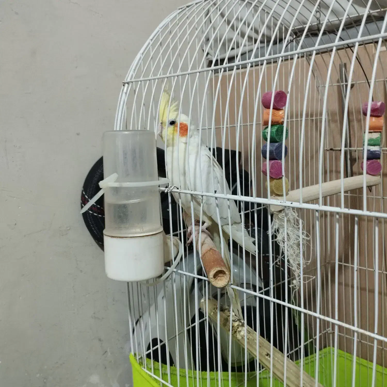 عروس هلندی جفت با تخم|پرنده|ری, عباسآباد|دیوار