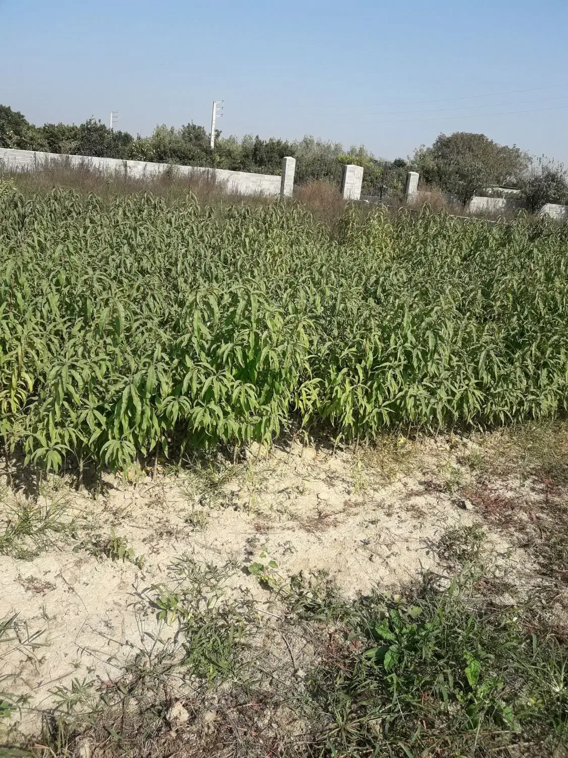 نهال شلیل حسنپوری کرس|گل و گیاه طبیعی|ساری, |دیوار