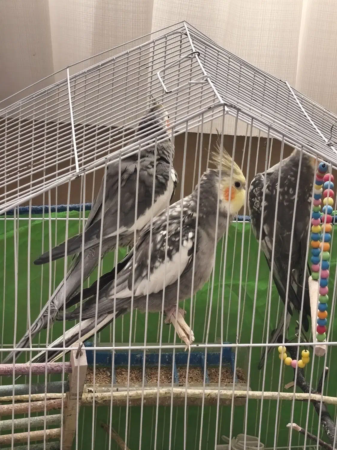 عروس هلندی|پرنده|رودسر, |دیوار