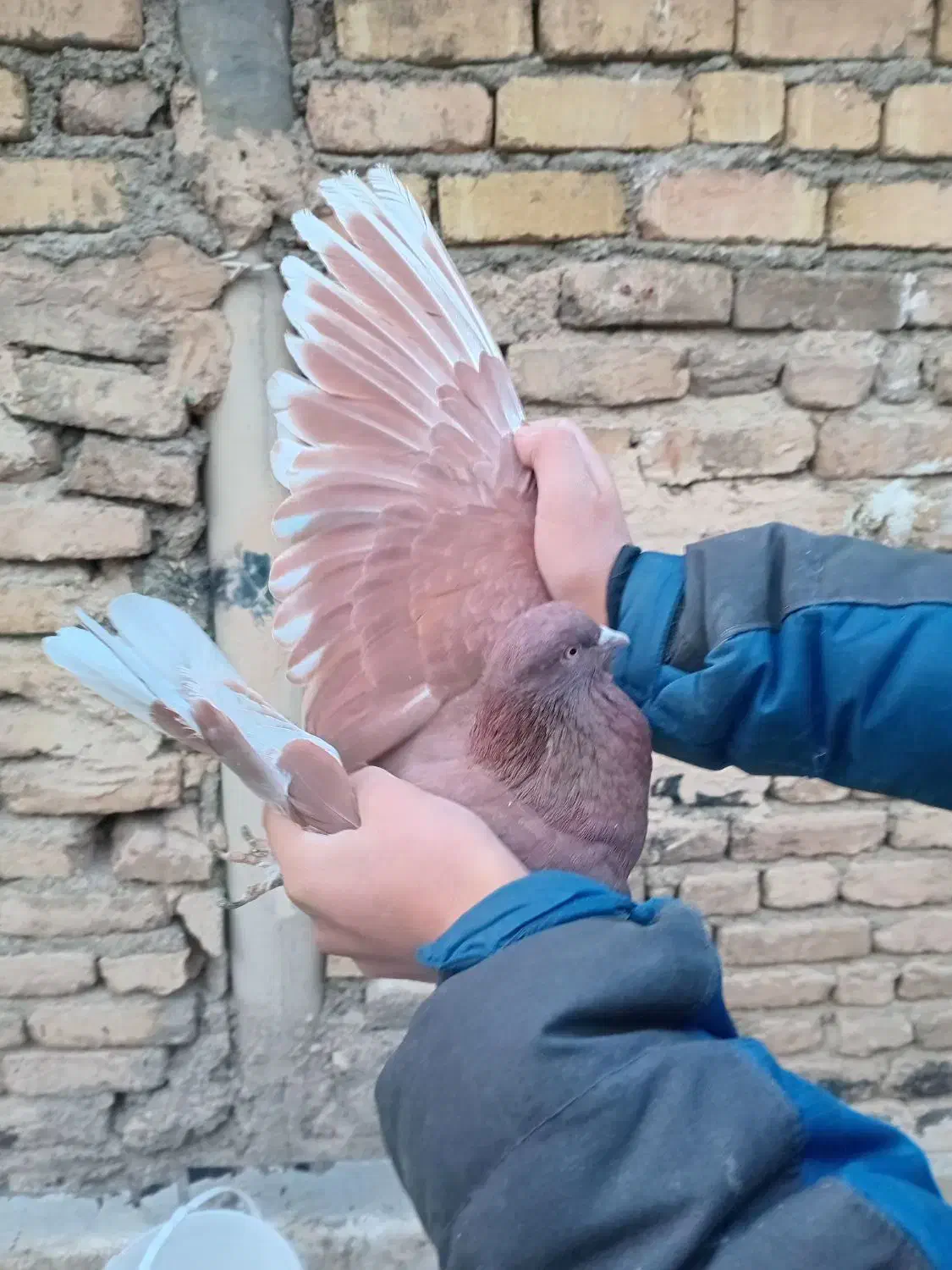 کفتر پرشی|پرنده|صباشهر, |دیوار