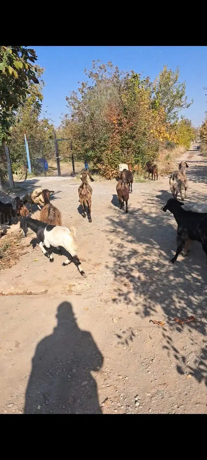 فروش بز وبزغاله|حیوانات مزرعه|مرند, |دیوار