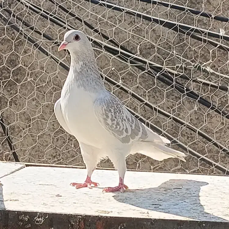 کفتر ماده چادری|پرنده|کرج, کلاک نو|دیوار