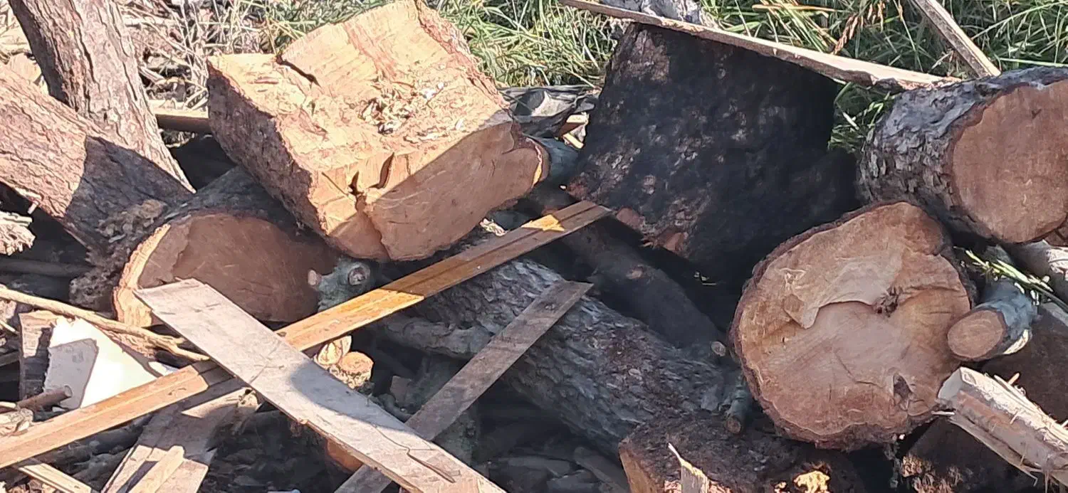 خرید چوب و درخت|خدمات باغبانی و درختکاری|بابلسر, |دیوار