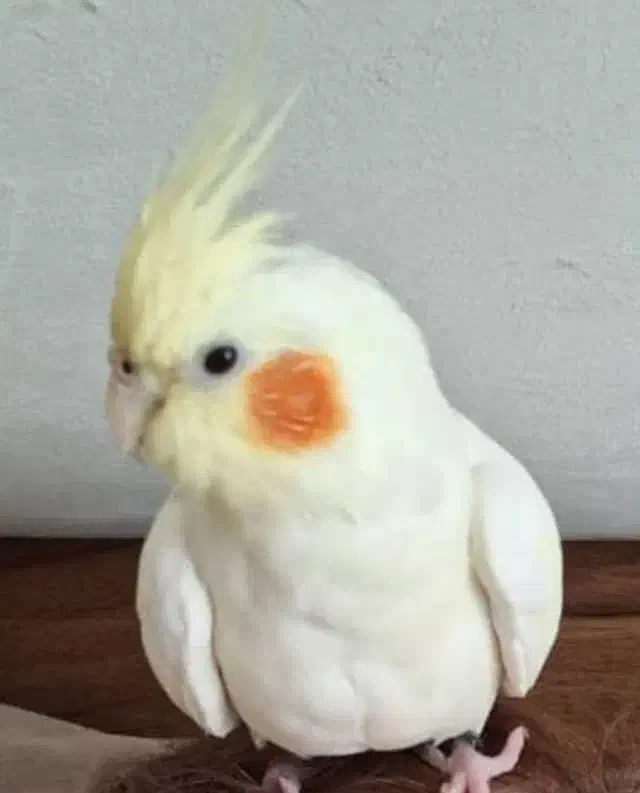 عروس هلندی|پرنده|پرند, فاز ۶|دیوار