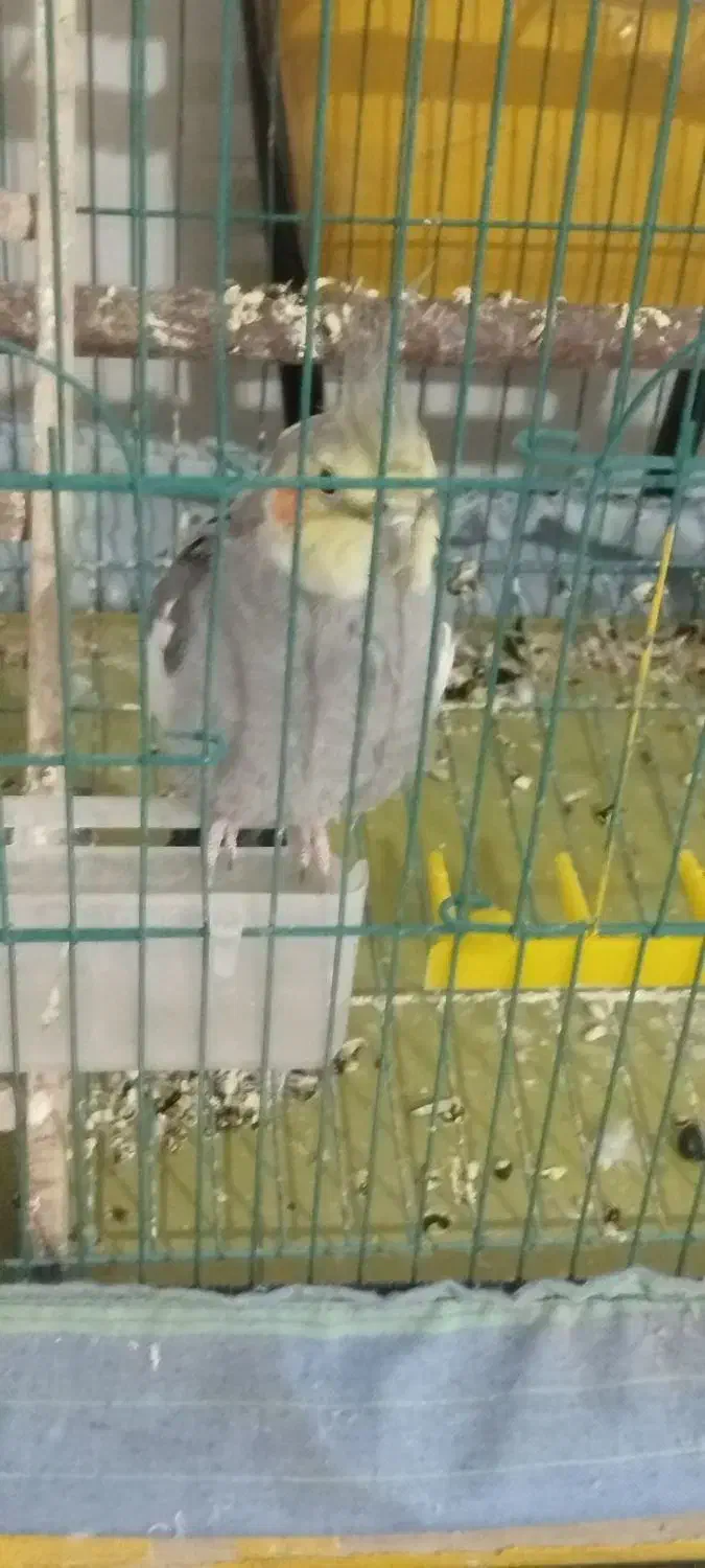 عروس هلندی نر|پرنده|اردبیل, |دیوار