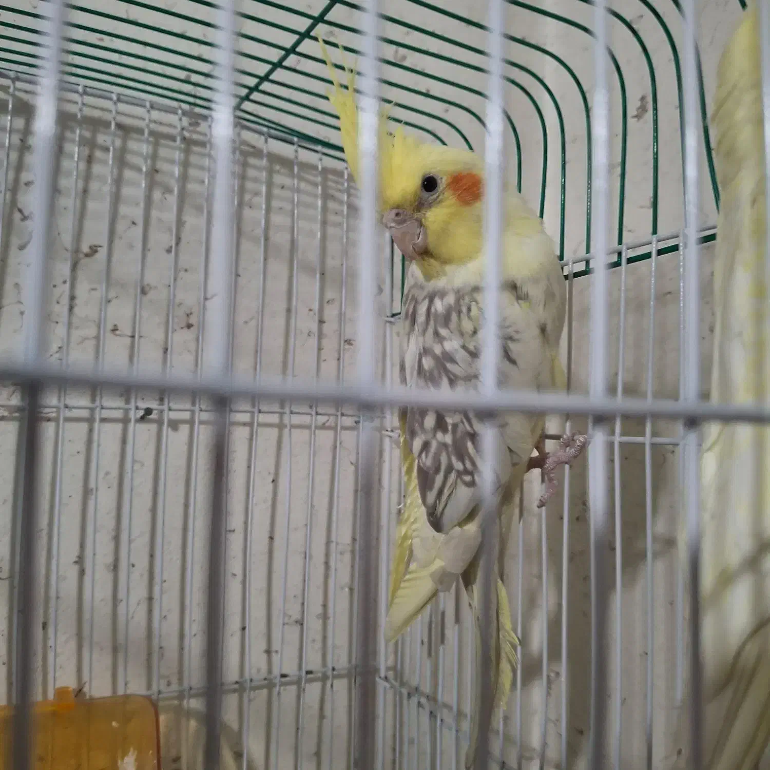 سه تا عروس هلندی|پرنده|شاهینشهر, مسکن مهر|دیوار