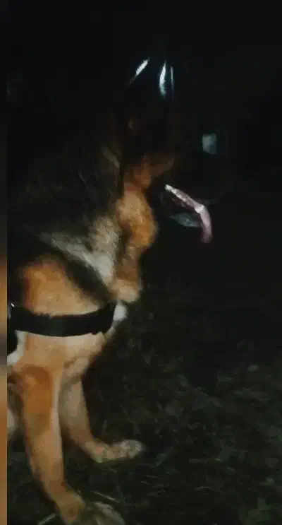 واگذاری ژرمن شپرد|سگ|خرمآباد (تنکابن), |دیوار