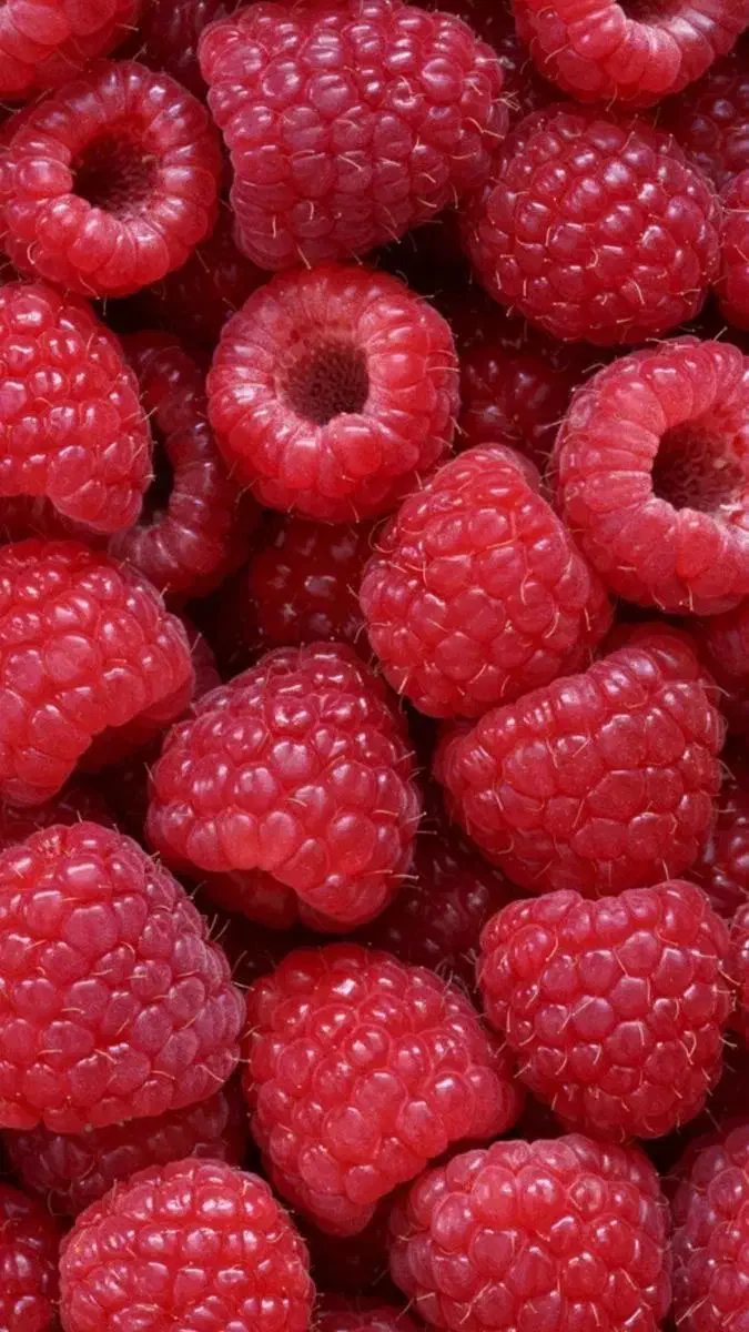 نهال اصل بلوبری و رزبری  میوه‌ دهی عالی و مقاوم|گل و گیاه طبیعی|قائم‌شهر, |دیوار