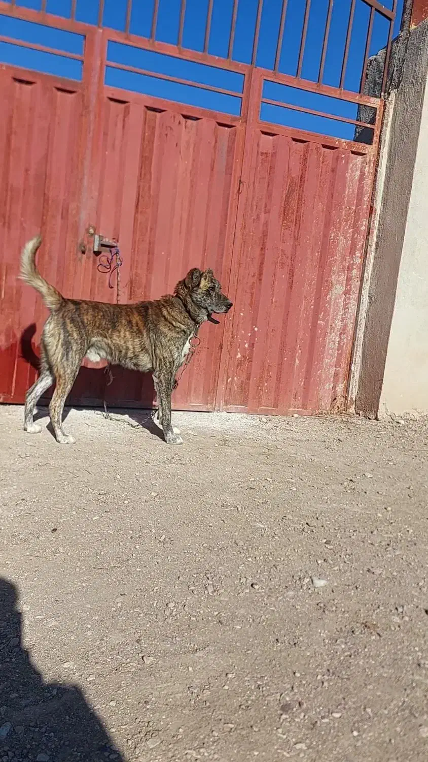 واگذاری سگ افغان|سگ|احمدآبادمستوفی, |دیوار