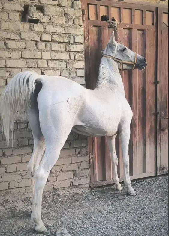 اسب مادیان فوق العاده تیپ دار و جنس مخصوص تولید|اسب و تجهیزات اسب‌سواری|تهران, آذری|دیوار