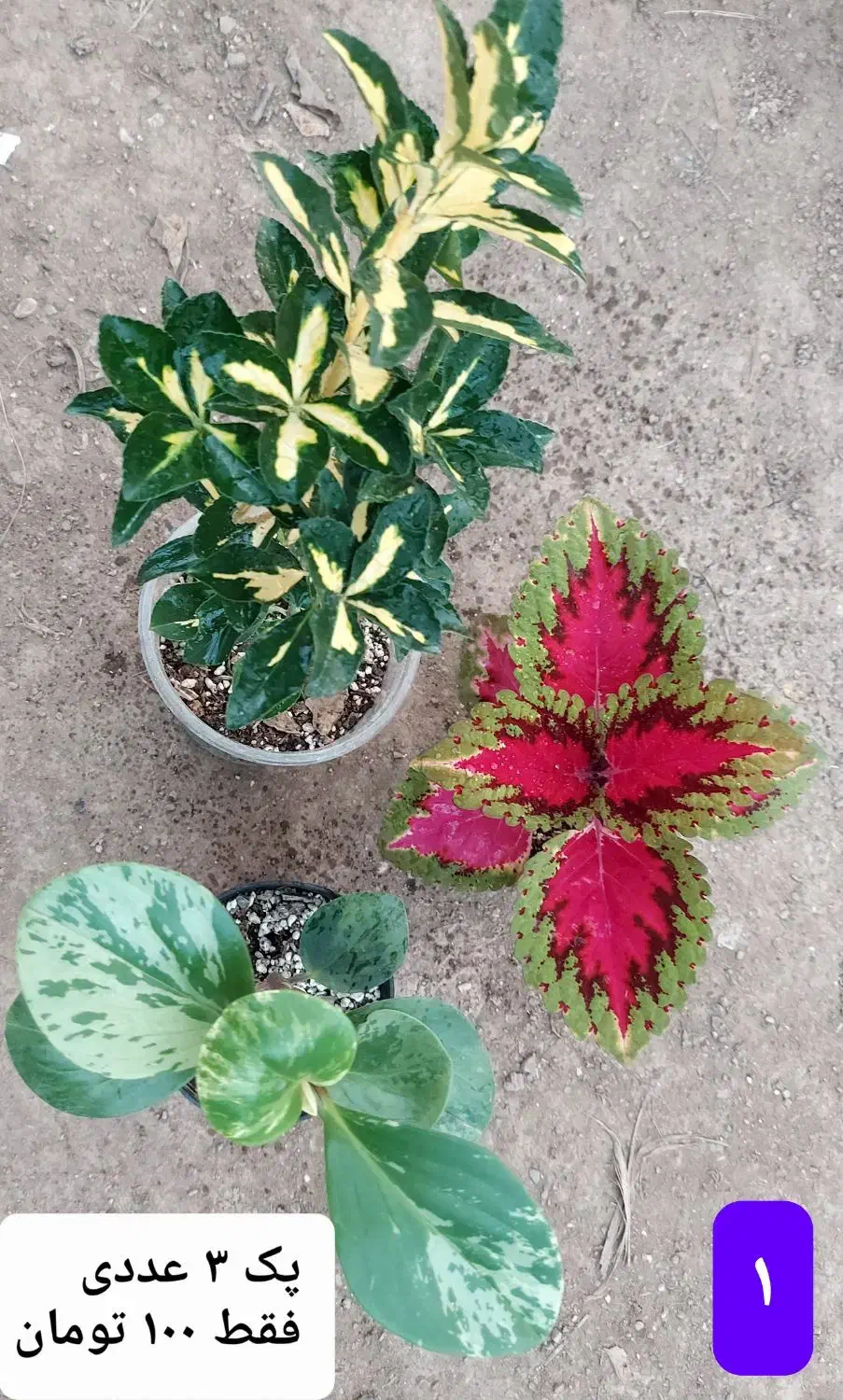 گل های زیبا|گل و گیاه طبیعی|فاضل آباد, |دیوار