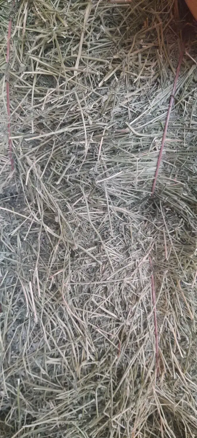 یونجه چرداول|حیوانات مزرعه|زاگرس, |دیوار