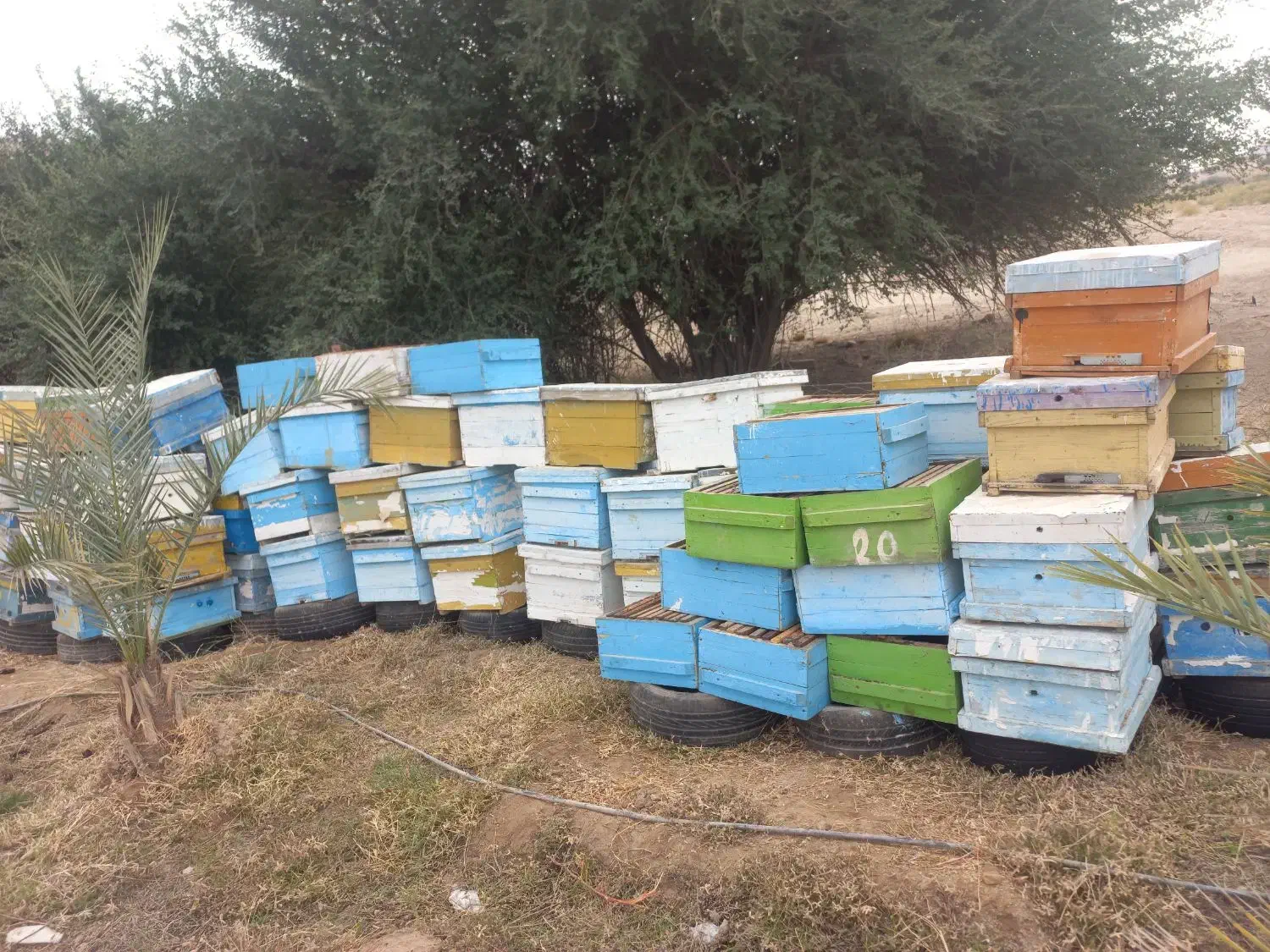 کندو و قاب|لوازم جانبی حیوانات|بهبهان, |دیوار