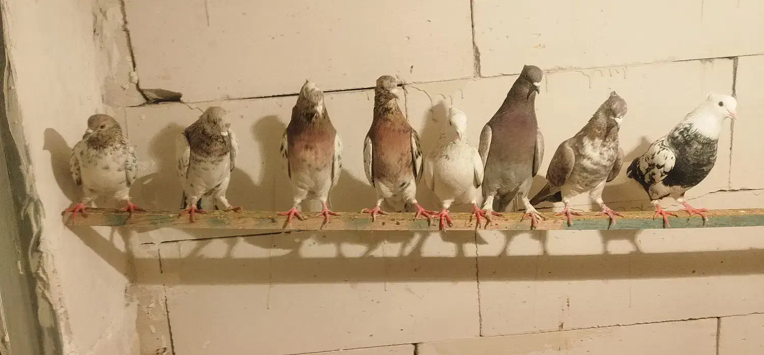 کفتر|پرنده|معصومیه, |دیوار