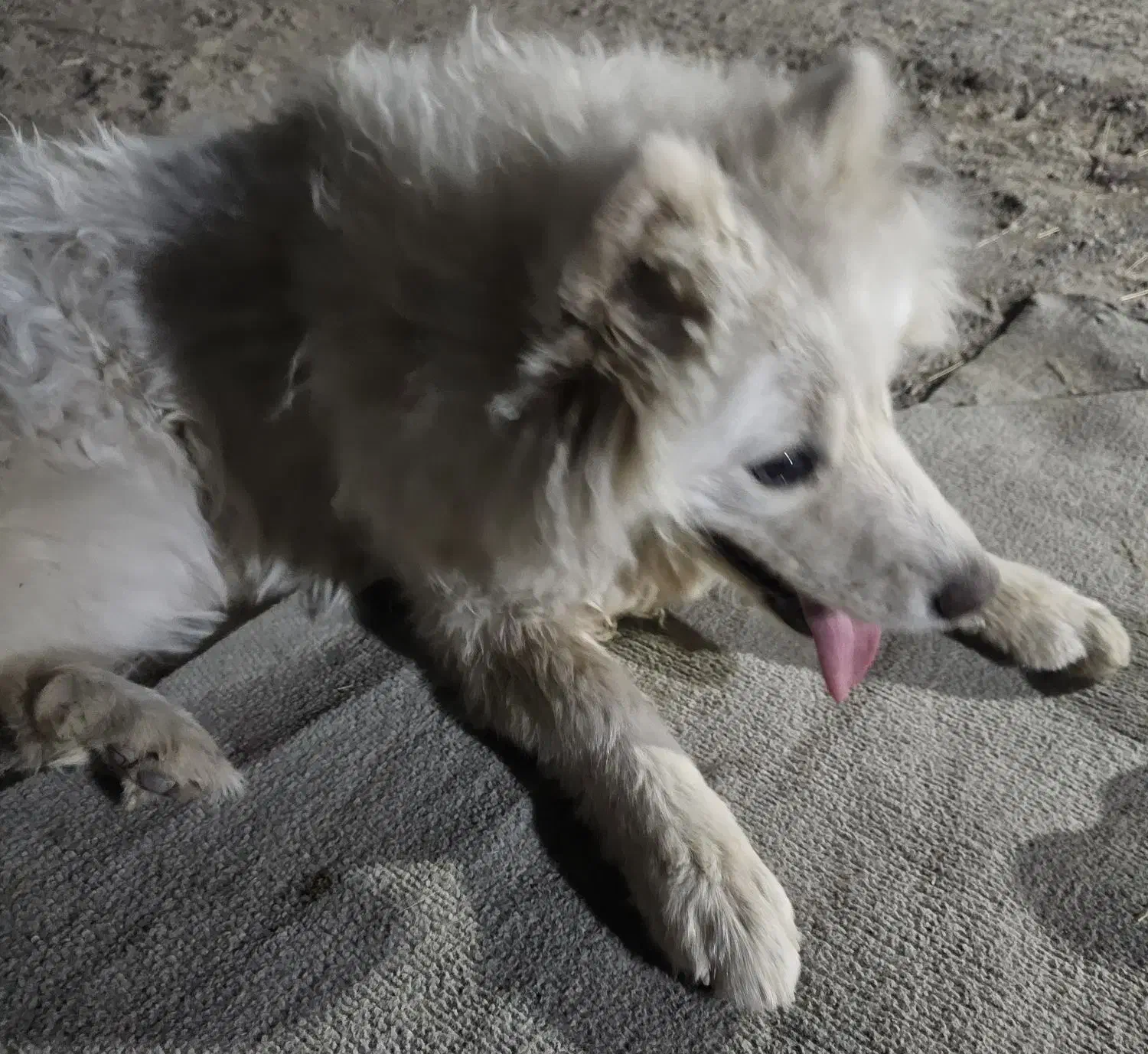 سگ سامویید قیمت توافقی|سگ|یزد, |دیوار