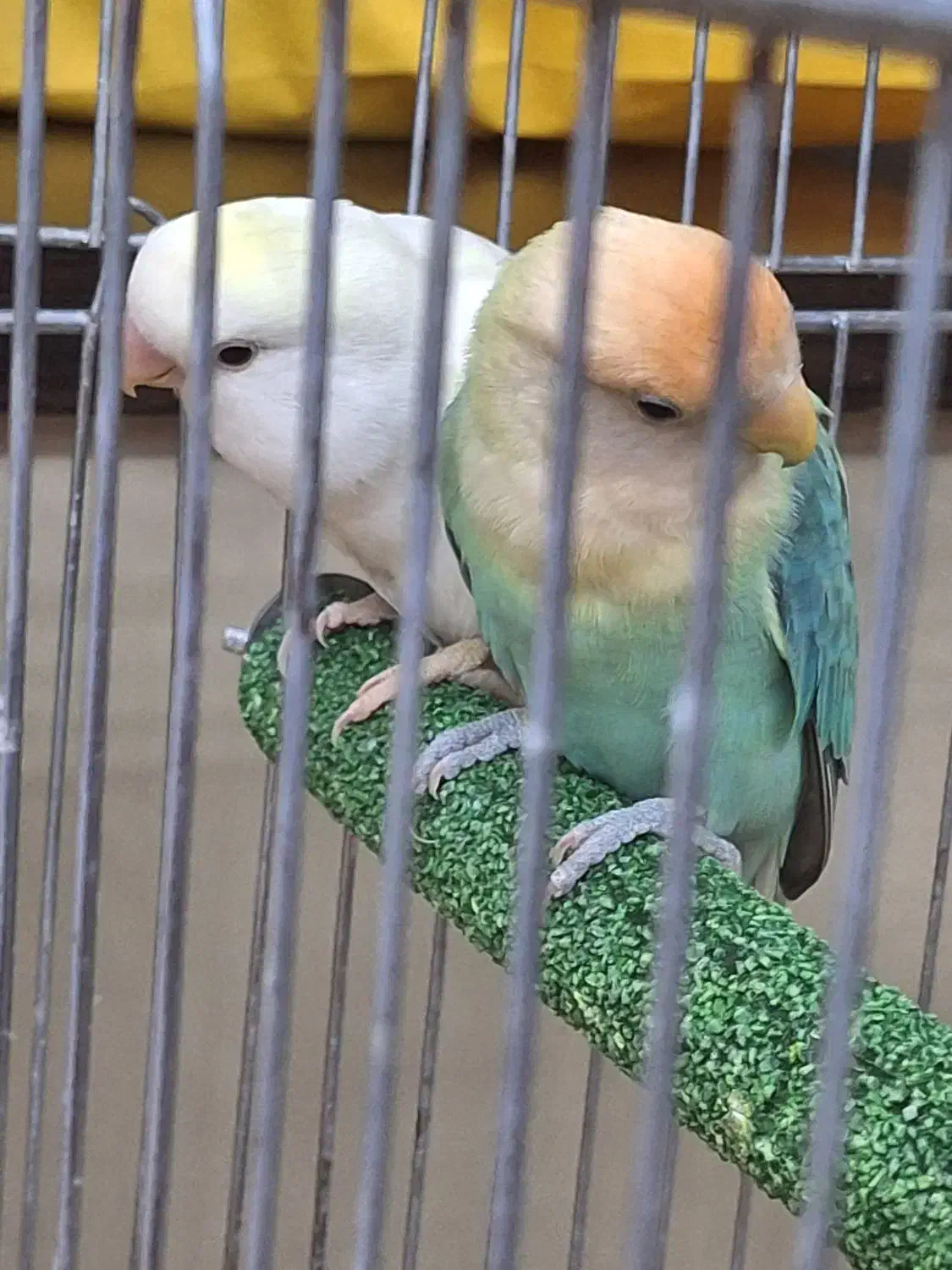 طوطی برزیلی مولد|پرنده|تهران, تهرانپارس جنوبی|دیوار