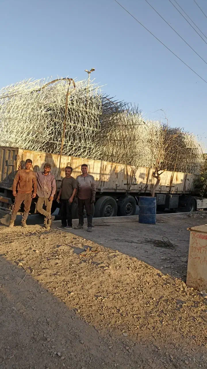 حفاظ شاخ گوزنی|خدمات پیشه و مهارت|چابهار, |دیوار