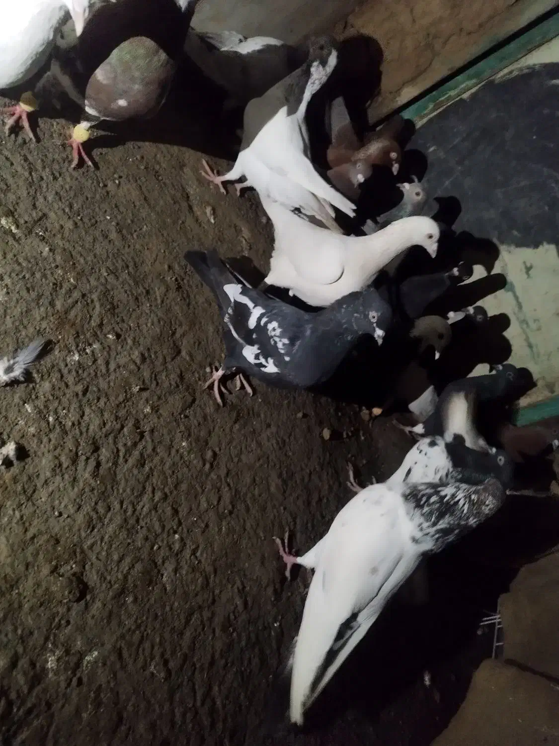 سوسنگرد|پرنده|سوسنگرد, |دیوار