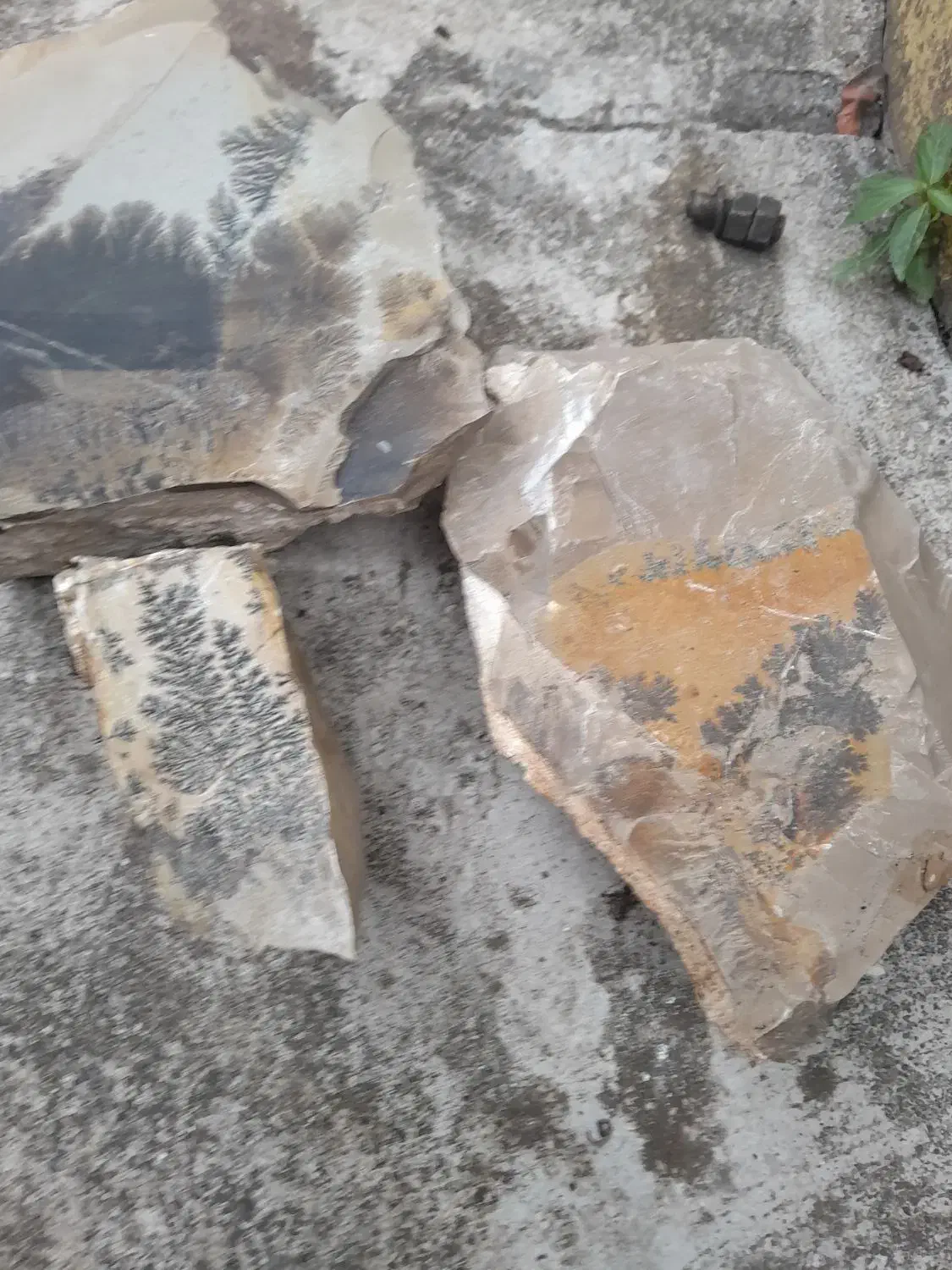 فسیل شجرزیبا با. شکل های مختلف|کلکسیون اشیاء عتیقه|بندر انزلی, بشمن|دیوار